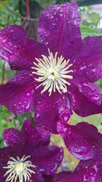 lila Clematis mit Wassertropfen