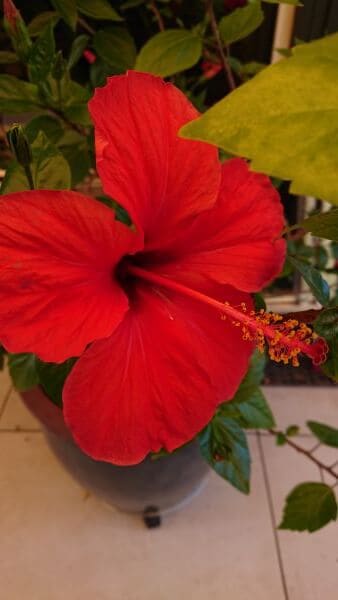 roter Hibiskus im Topf