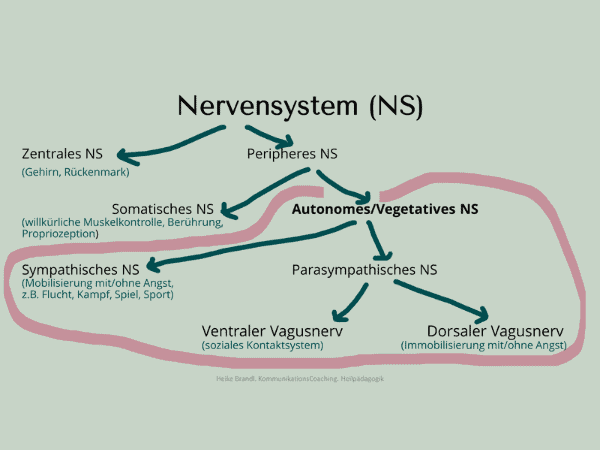 Grafik Nervensystem Übersicht über verschiedene Zweige