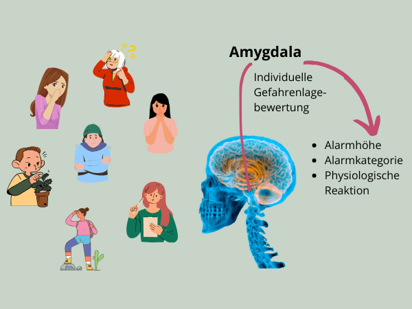 Grafik Neurozeption: Die Amygdala bewertet die individuelle Gefahrenlage