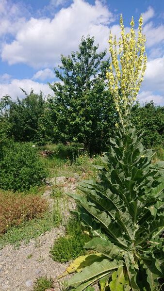 Naturgarten - prachtvolle Königskerze